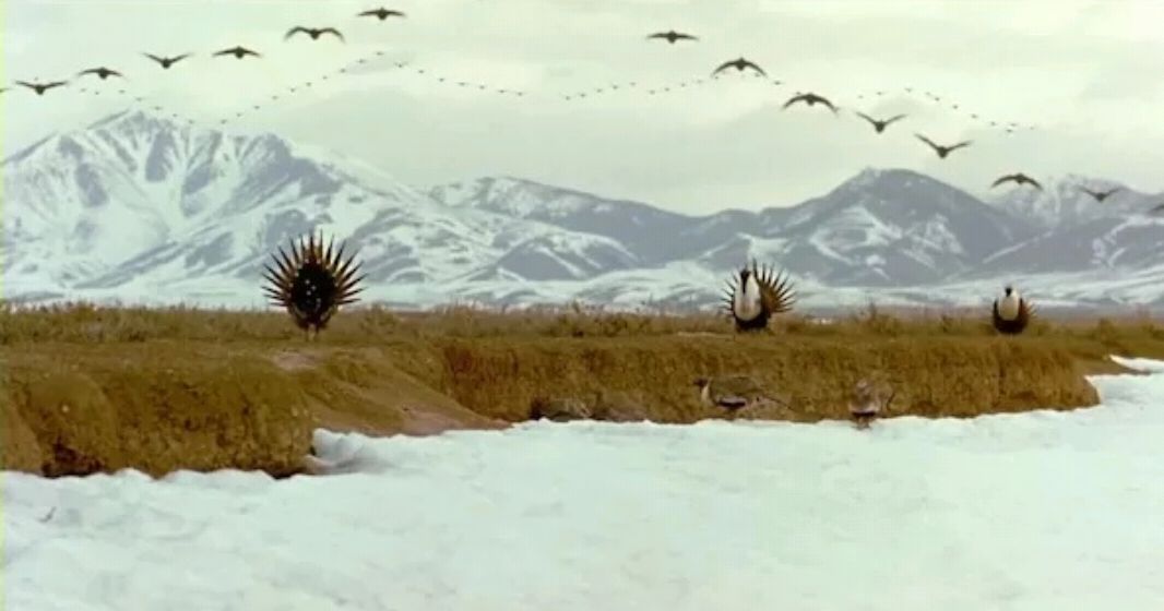 评分最高的动物纪录片《迁徙的鸟》:让你同镜头一起化身为鸟!