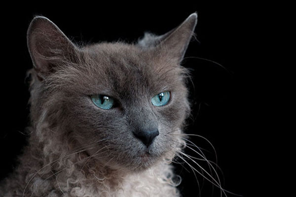 中文名: 拉邦猫 别名: 法拉毛猫;拉达斯猫 体型: 中型 毛长: 长毛