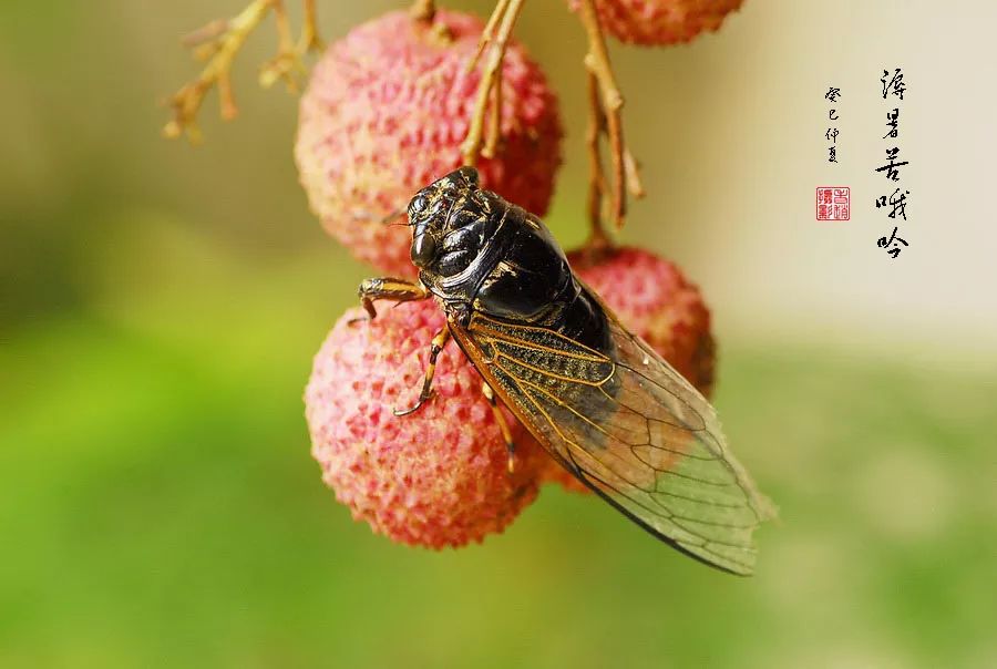 七首蝉鸣古诗,感受最热烈的夏天!