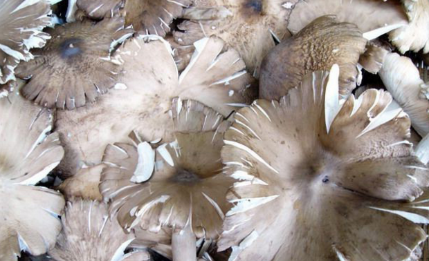 鸡肉菇以顶上伞盖未张时最鲜嫩肥美,若候其出土,伞盖一张,马上"纷披"