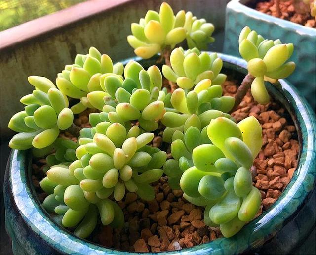 多肉凝脂莲,爆头容易颜色美,只要"3招",养成果冻色