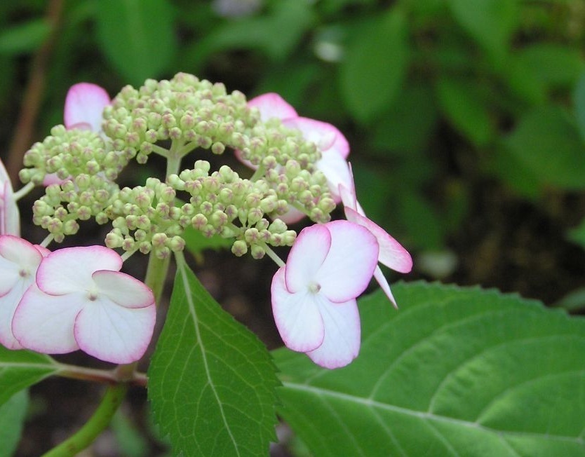 泰国仙草知识科普,这些不能错过,应该让更多人知道!