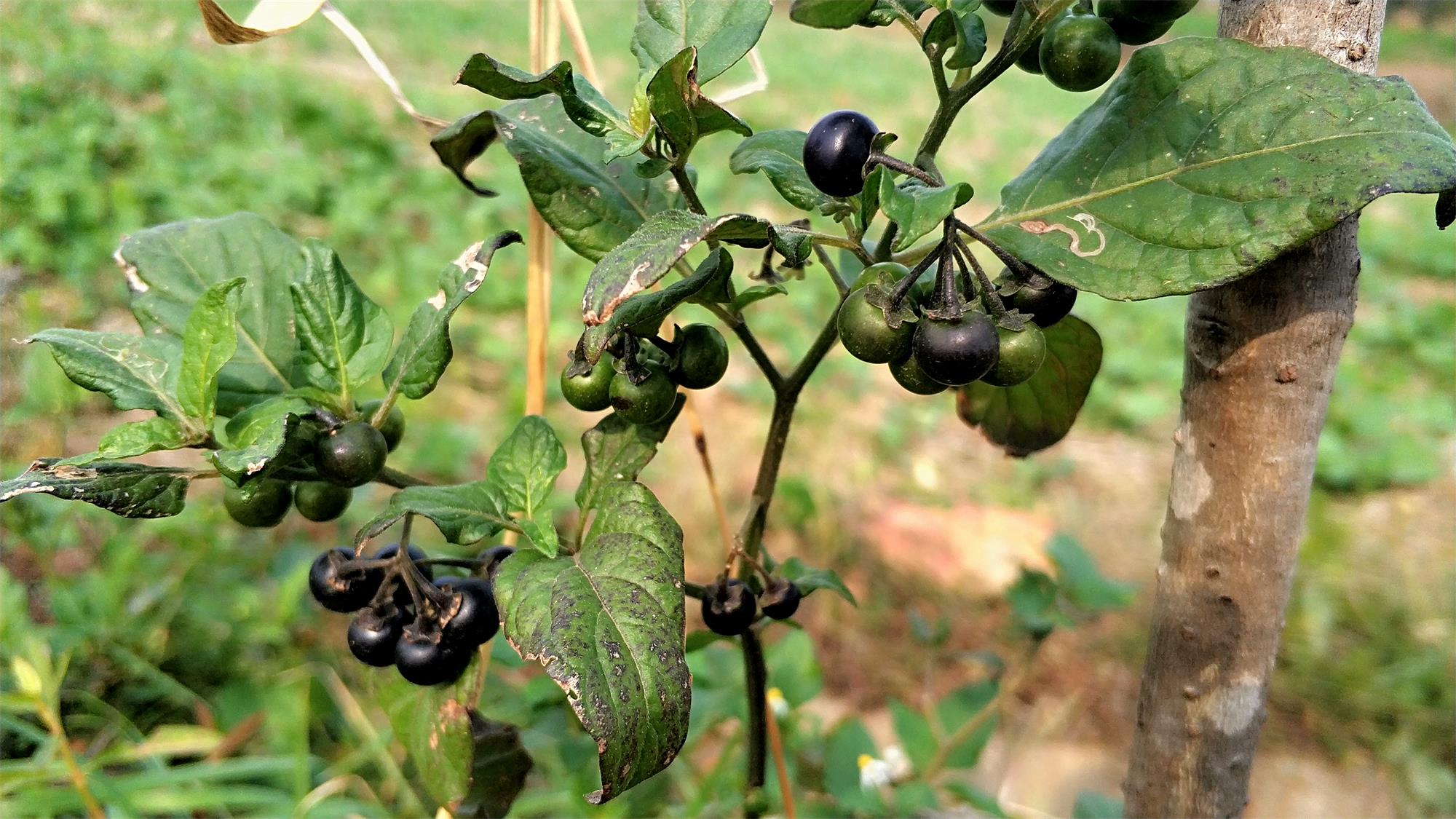 农村一种黑色野果,老人说有毒不能吃,殊不知价值好高10元一斤