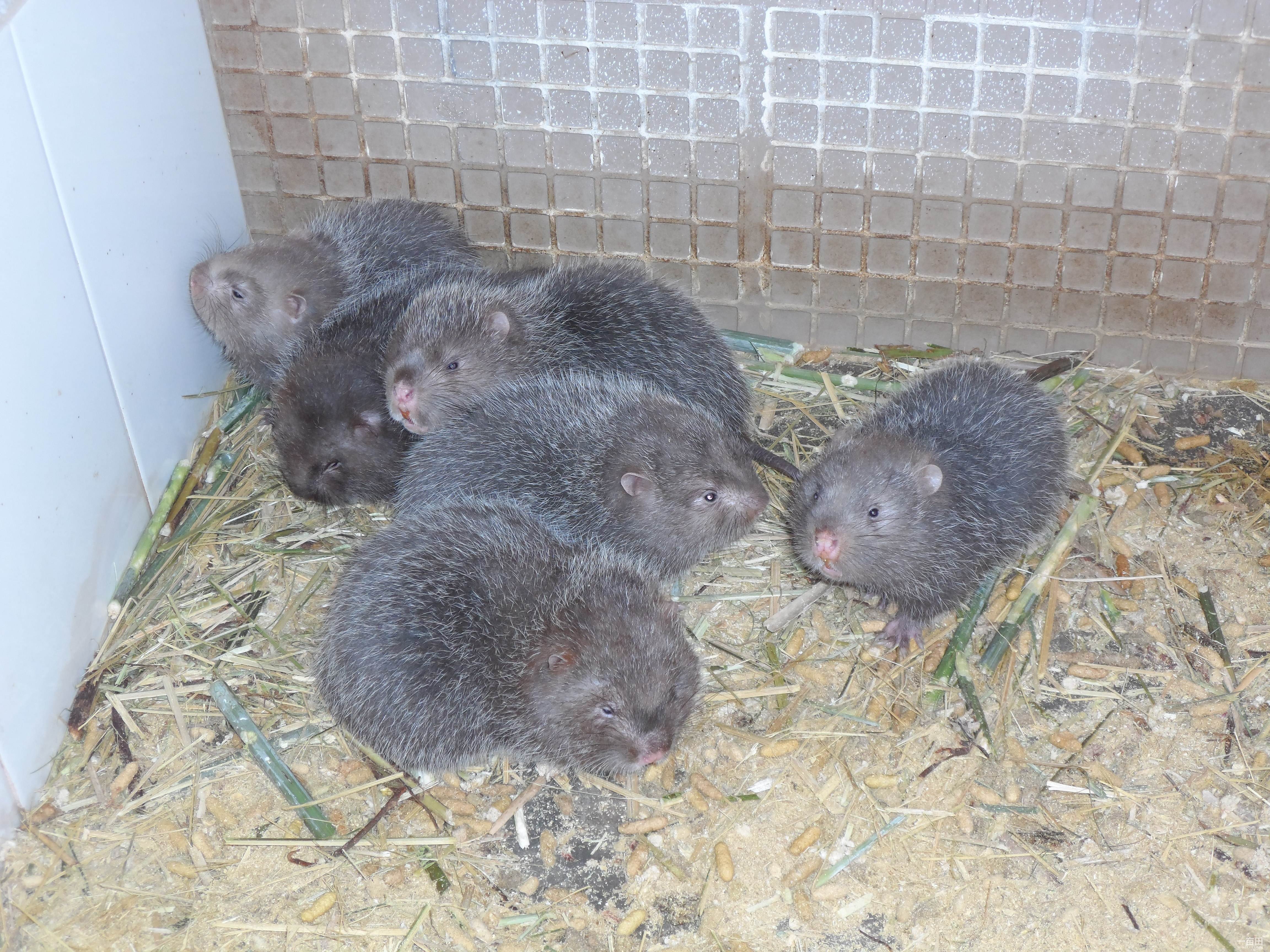 农村特种养殖有哪些,什么样的品种更赚钱