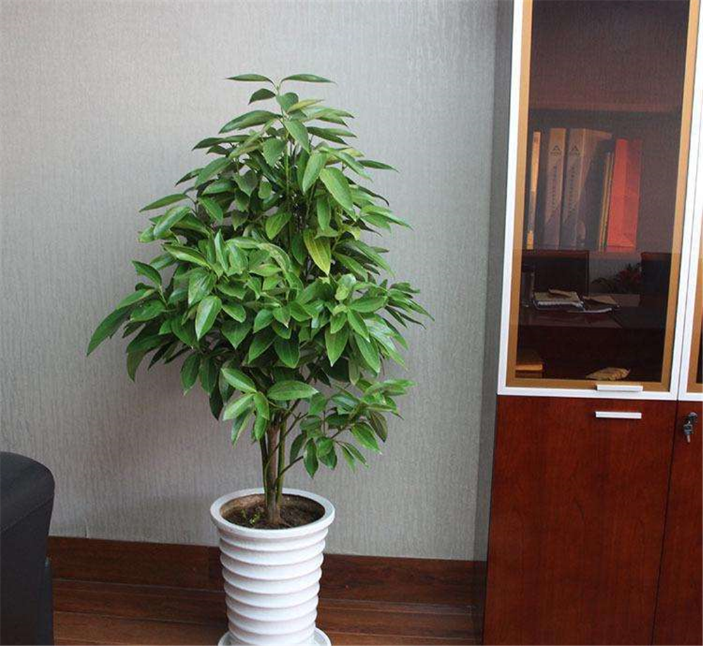 养家庭"盆景树",新手爱忽略"1点",怪不得枝叶发黄,没精神