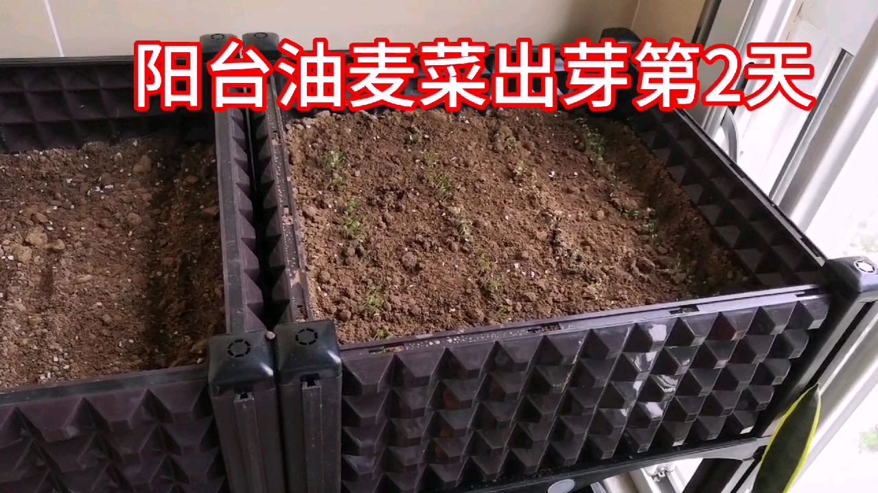 阳台油麦菜出芽第二天,来看看它小时候的样子吧