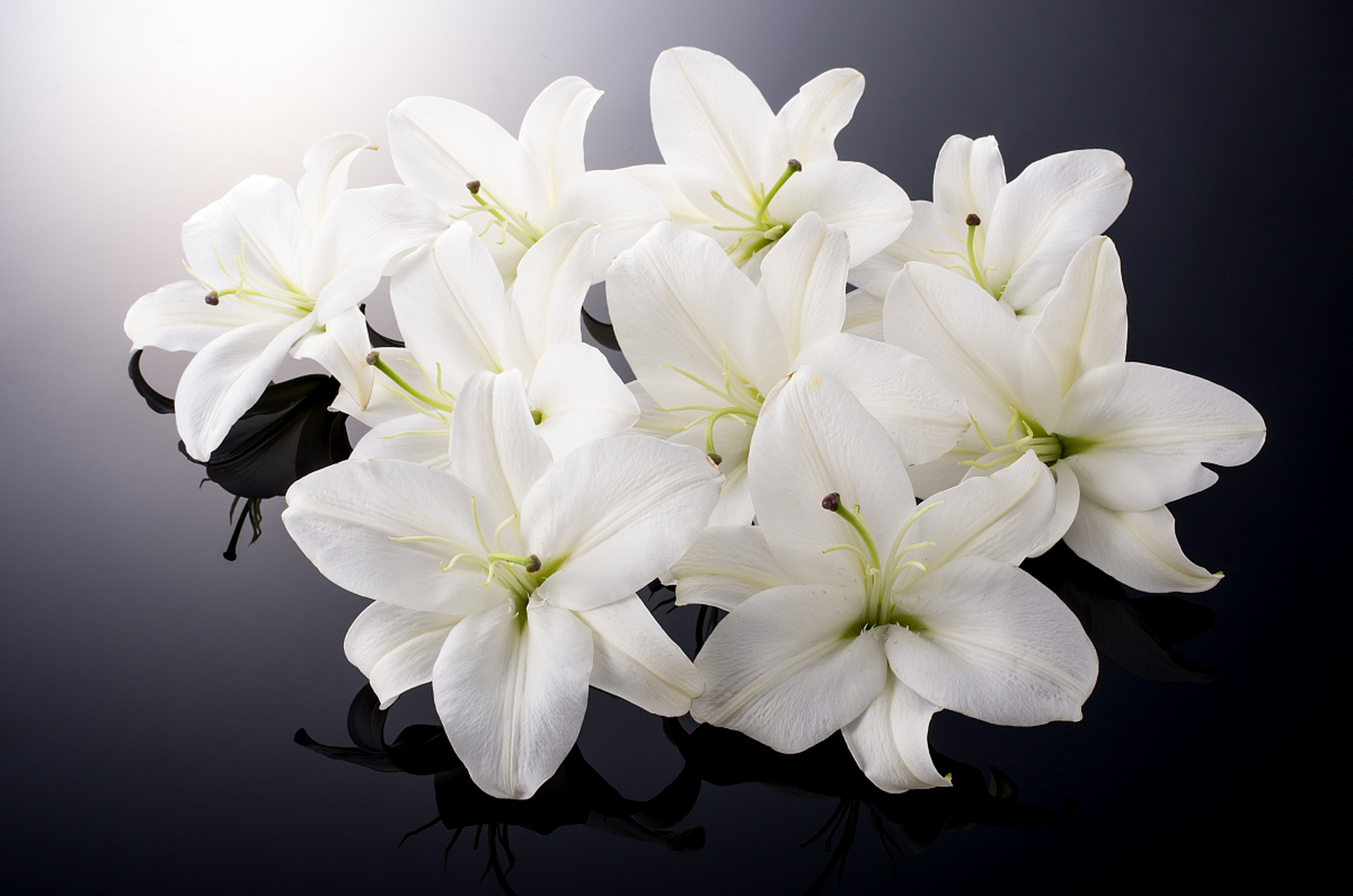 白色百合花,代表纯洁与爱情,象征贞操与忠诚,神圣且充满母爱