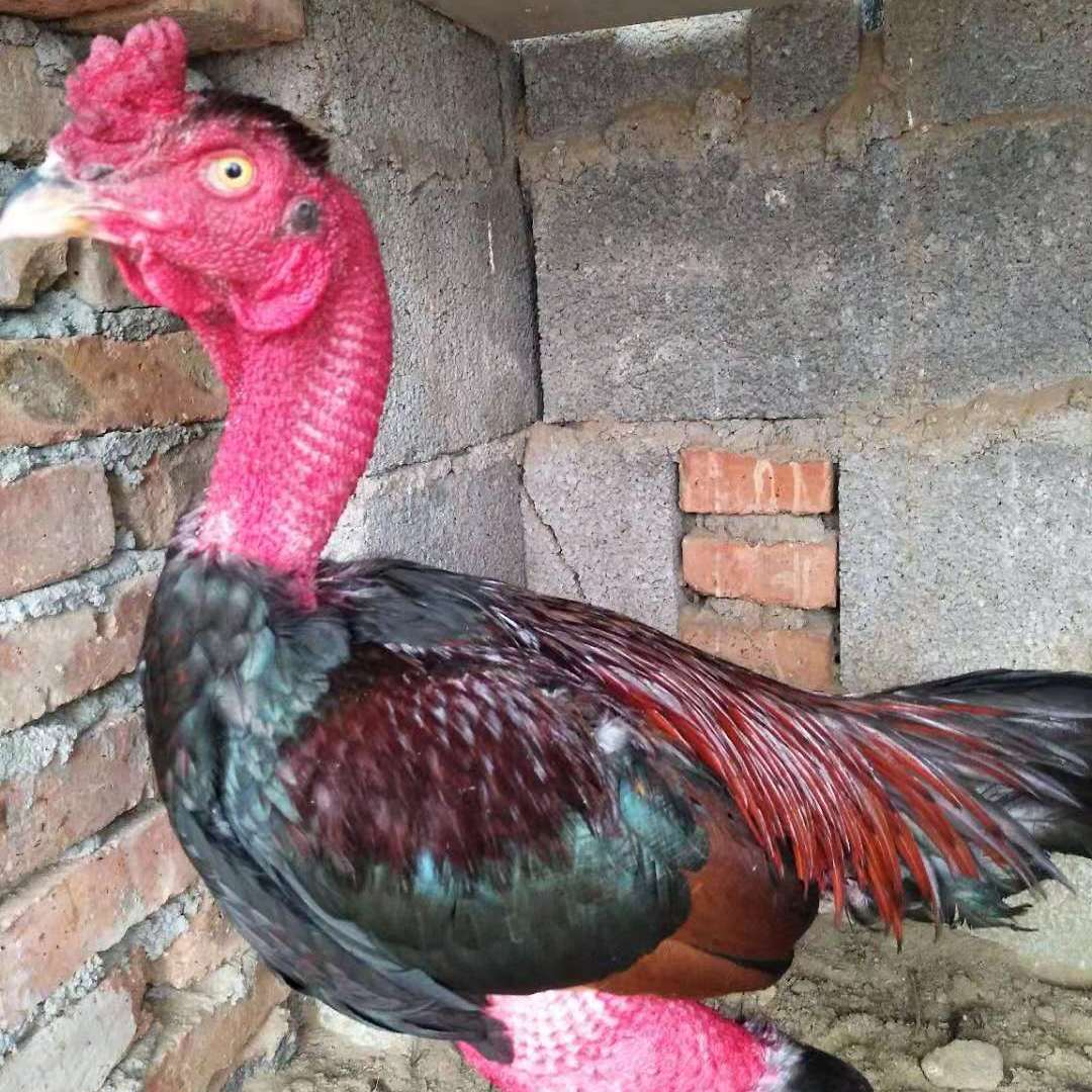 印度斗鸡品种图片