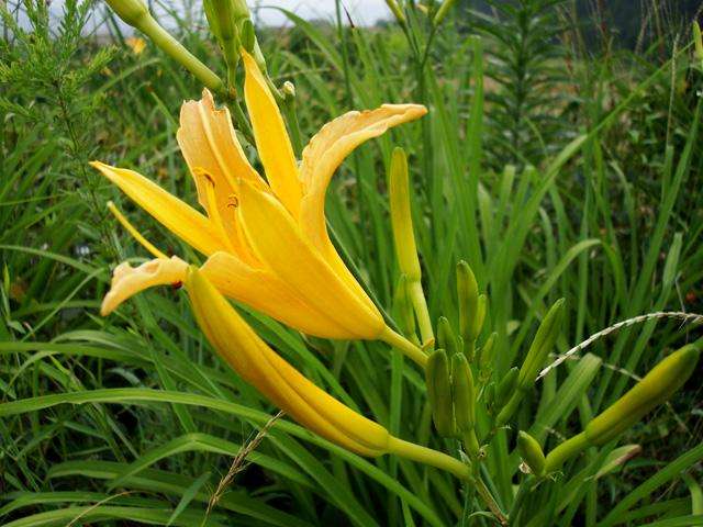 你知道忘忧草吗?原来它就是农村随处可以看到的金针菜!