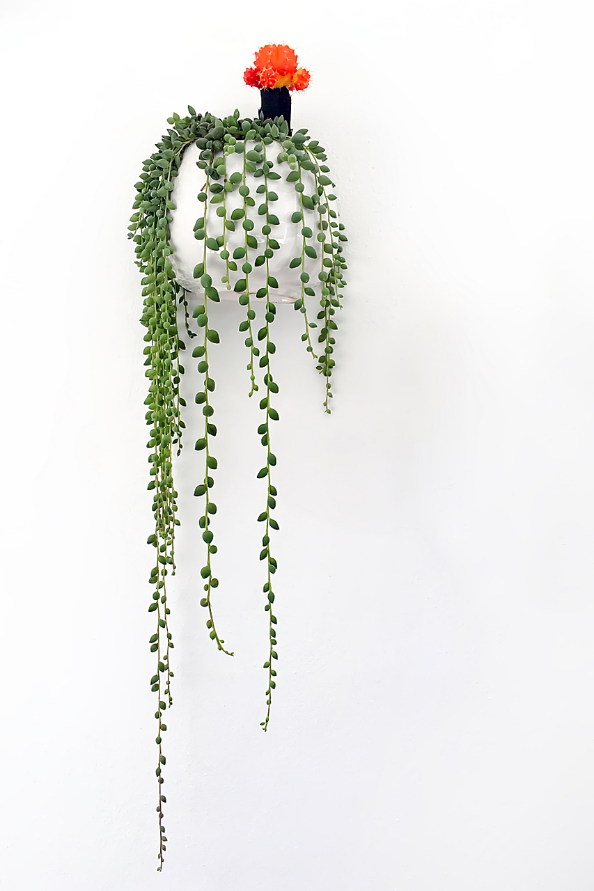 多肉情人泪的养殖方法和注意事项:  1,浇水:情人泪肉质多,汁水丰富,较