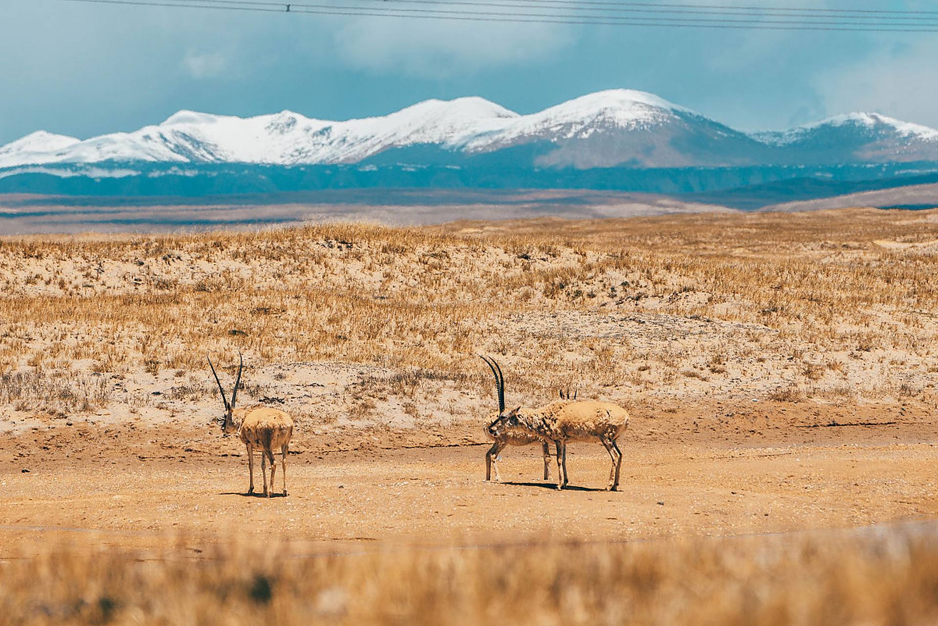 草原上的羚羊,用速度和优雅闪耀着生命的灵动.