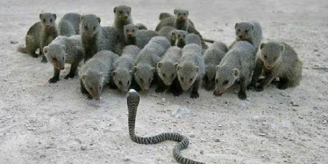 蛇的天敌(蛇的天敌与克星)