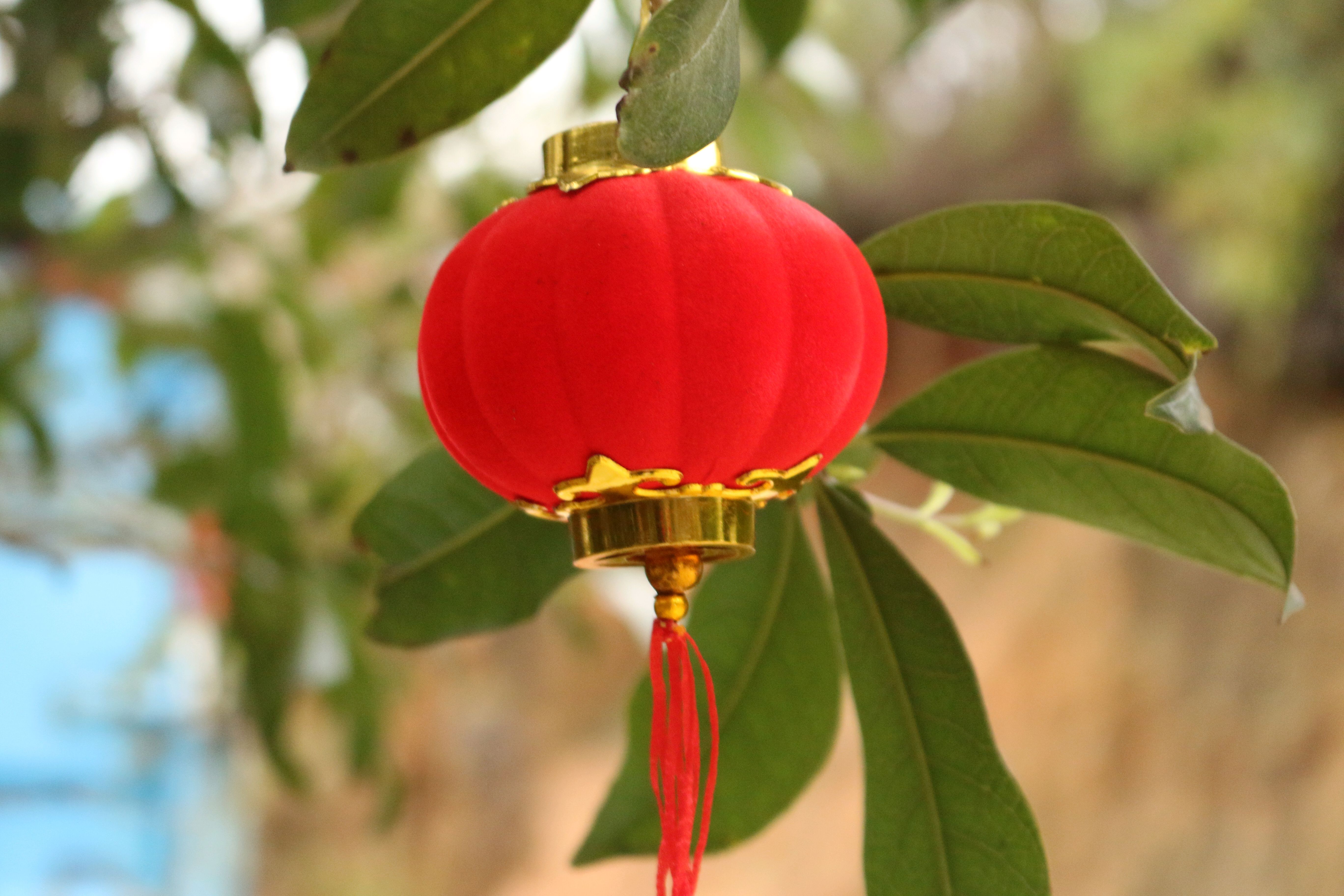 红色的小灯笼挂在枝头,犹如果树结的果实一样,光鲜亮丽,美丽至极!