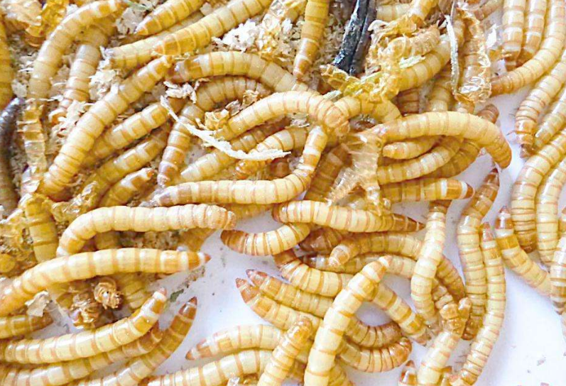 黄粉虫饲养有什么条件,需要什么场所和设备,该如何进行管理