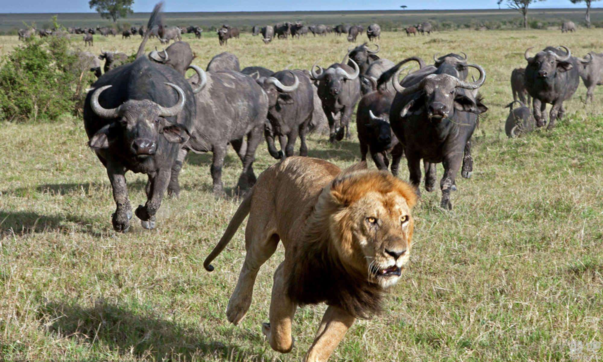 这个庄稼汉骑牛出道,终成一代帝王,被称为牛背上的皇帝