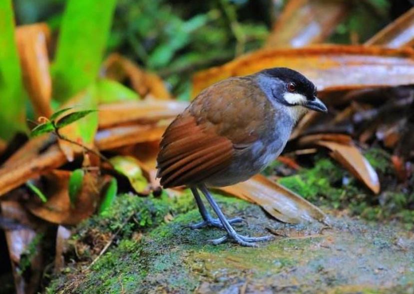 加拿大黑足雪貂;黑足雪貂是一种独立的动物,喜欢独来独往,分布北美