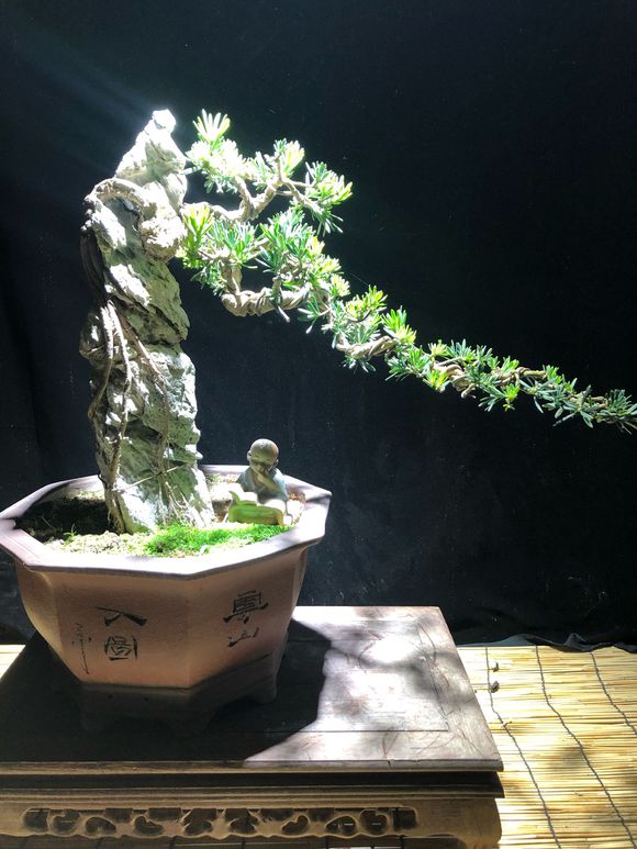 雀舌罗汉松出奇根,做成附石盆景,很快就成精品了,真的太美啦!