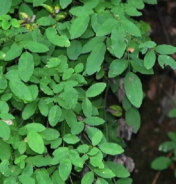 科普一下,了解血人参的请举手