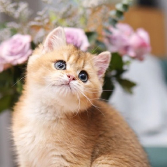 猫咪的一组图片,腊肠猫,能够与陌生的同伴和谐相处,有着孩子的天真