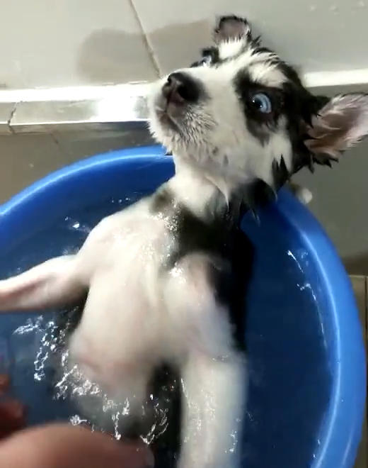 主人给哈士奇洗澡,狗露出的表情网友笑喷,汪:你准备葱姜蒜干嘛