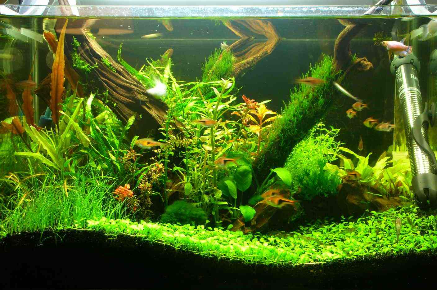 老鱼友终于说出了鱼缸造景中的这些秘密,网友:我正好用到!