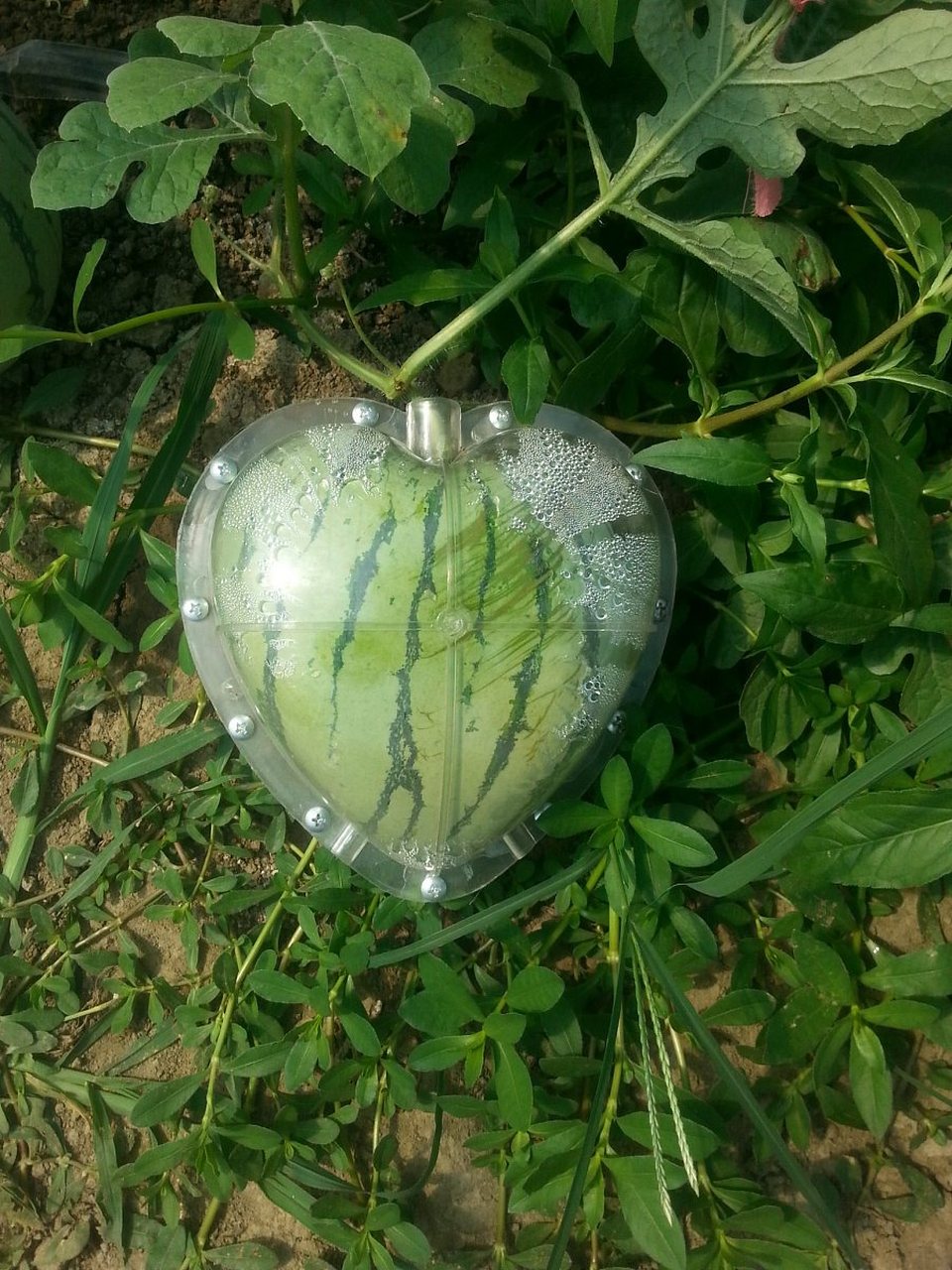 植物趣图# 原来心形西瓜是这么长出来的!