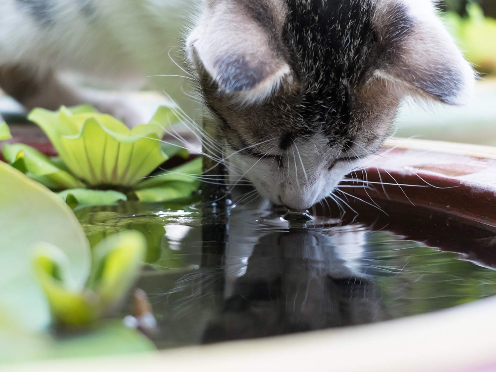 猫捉鱼图片