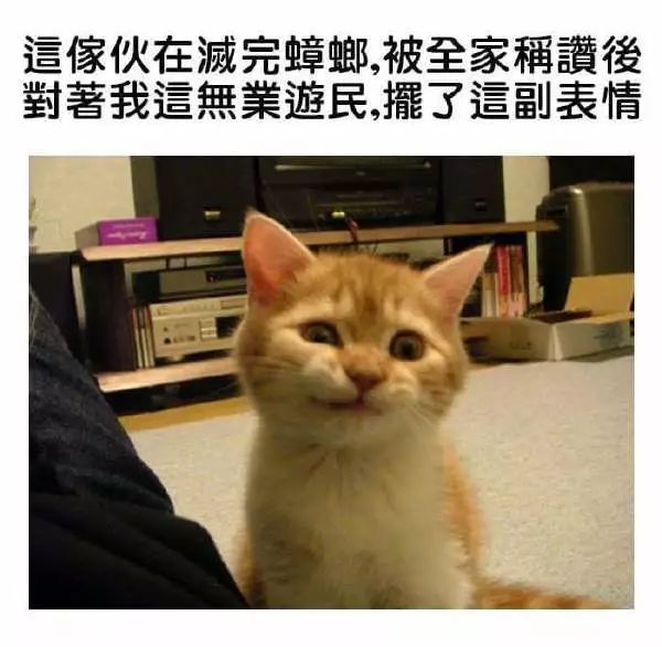 猫咪的嘲讽脸有时候会让你怀疑人生