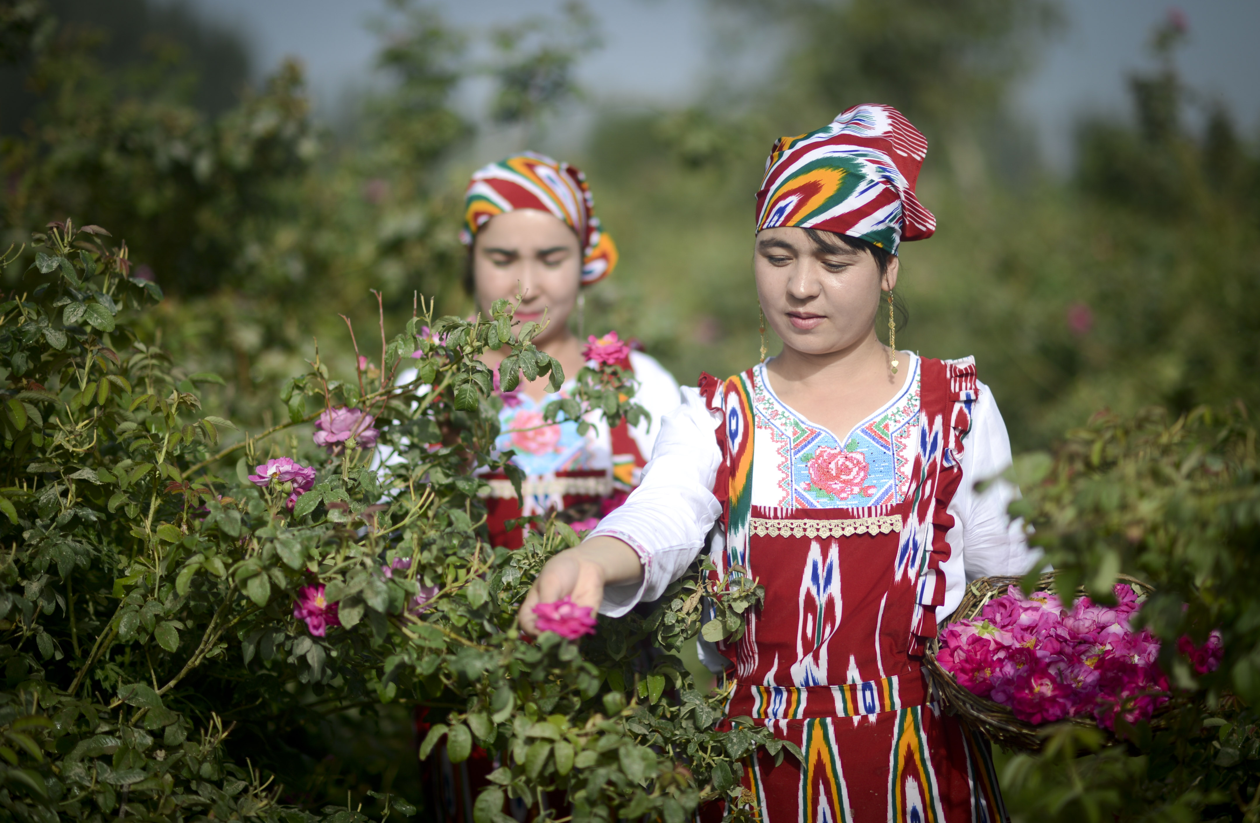 和田玫瑰香飘绿洲(1)