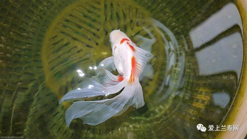 金鱼品种介绍之(文鱼)