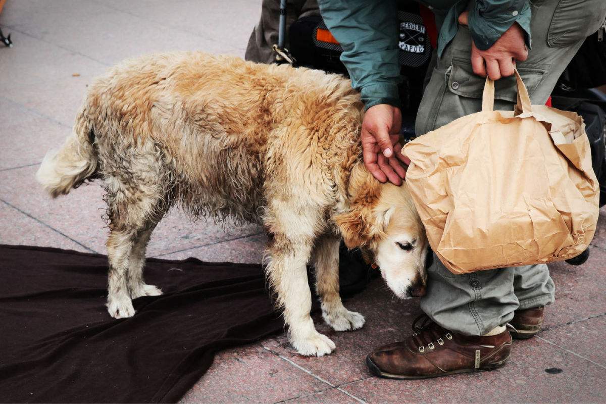 流浪汉生病住院,流浪狗前来报恩:我们来陪你啦