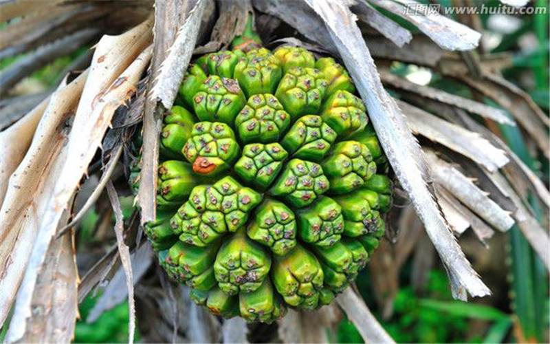 样子怪异的山菠萝,竟然还有毒?