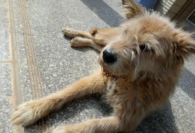 门口捡到只被遗弃狗狗,女孩抱回家后,谁知这一养就是十年