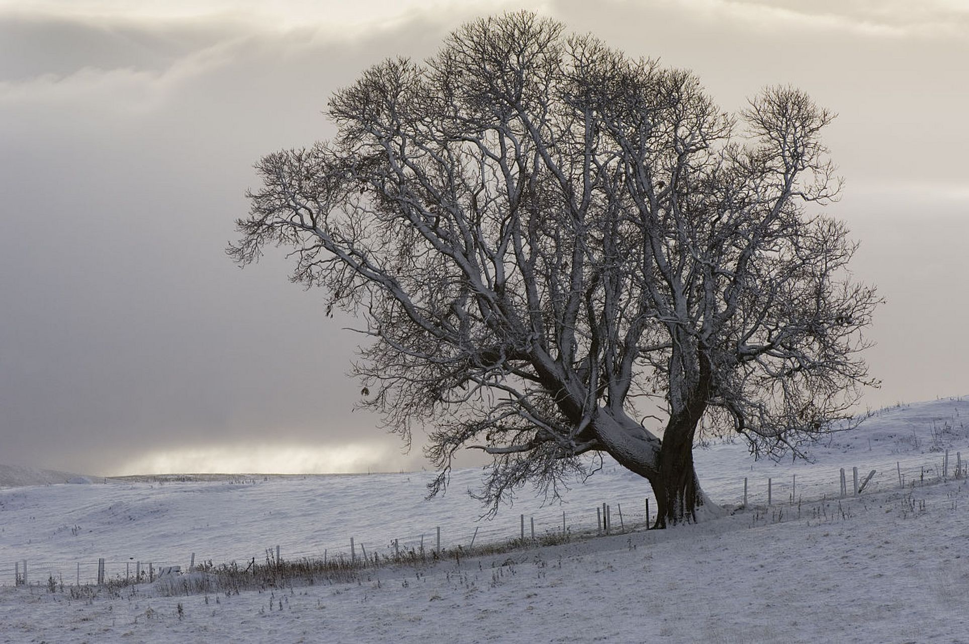 [原文:冬日榕树叶黄探秘:常态与.