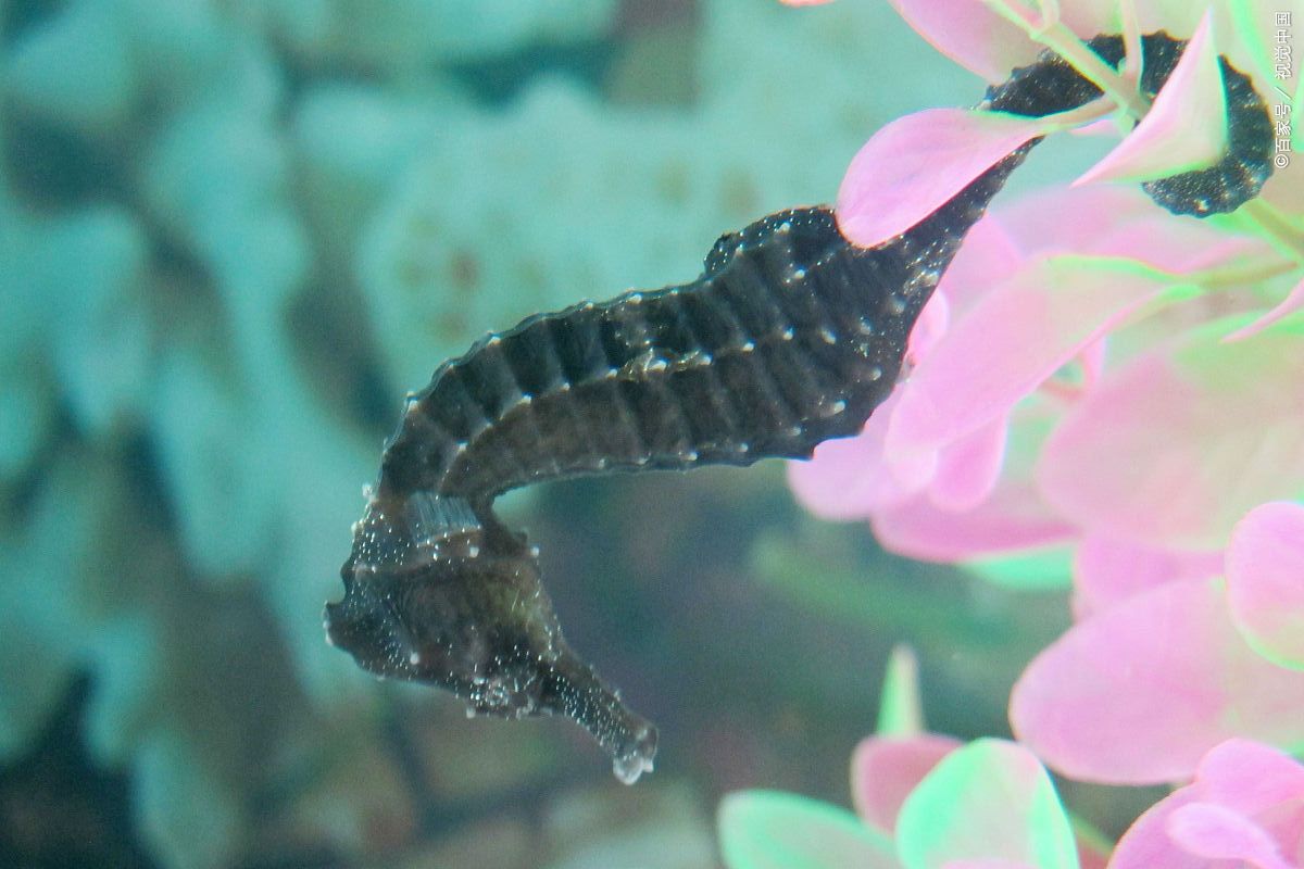 在海洋生物中会变色的海马