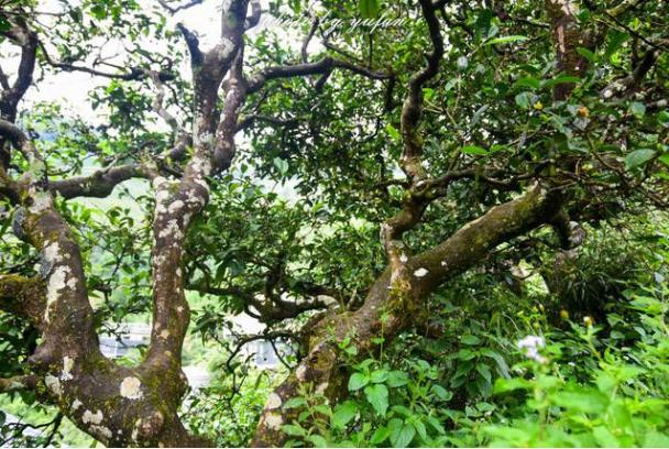 云南最有钱的村藏在大山深处,家家都是千万富翁,满山都是摇钱树