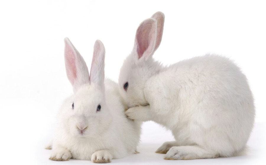 大家请注意!善于打洞的四角兽,你见过么?