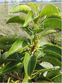 中国常见的红树植物种类知多少(续)