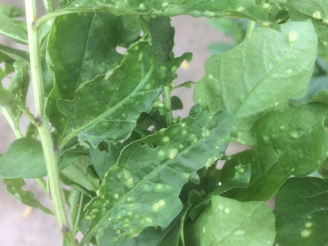 叶子- 热门商品专区