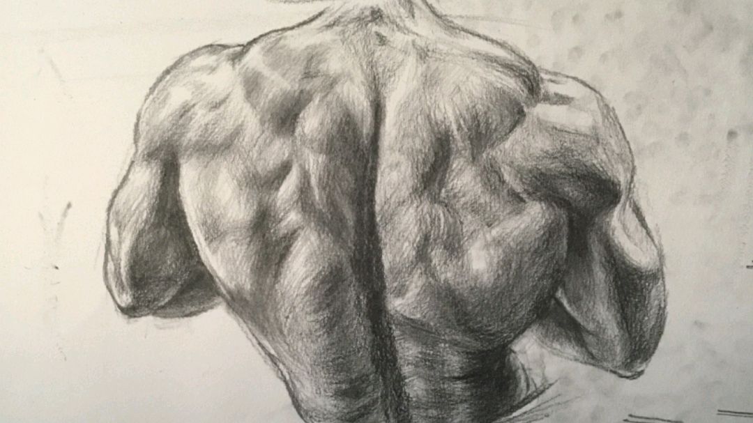 男性背部肌肉素描
