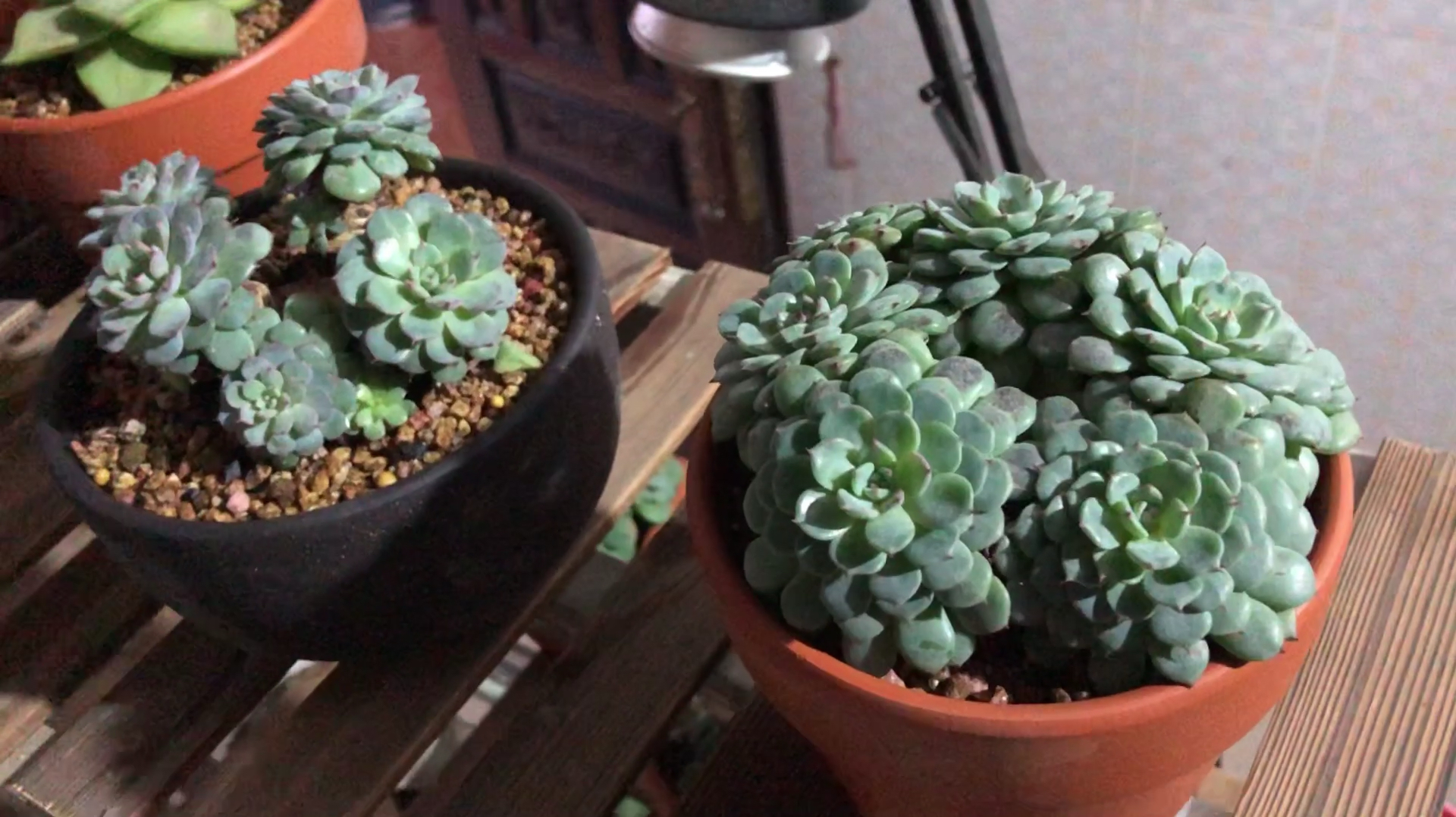 无聊看看我的多肉植物,尽量不出去给社会添加负担