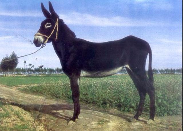 你所不知道的"庆阳驴"