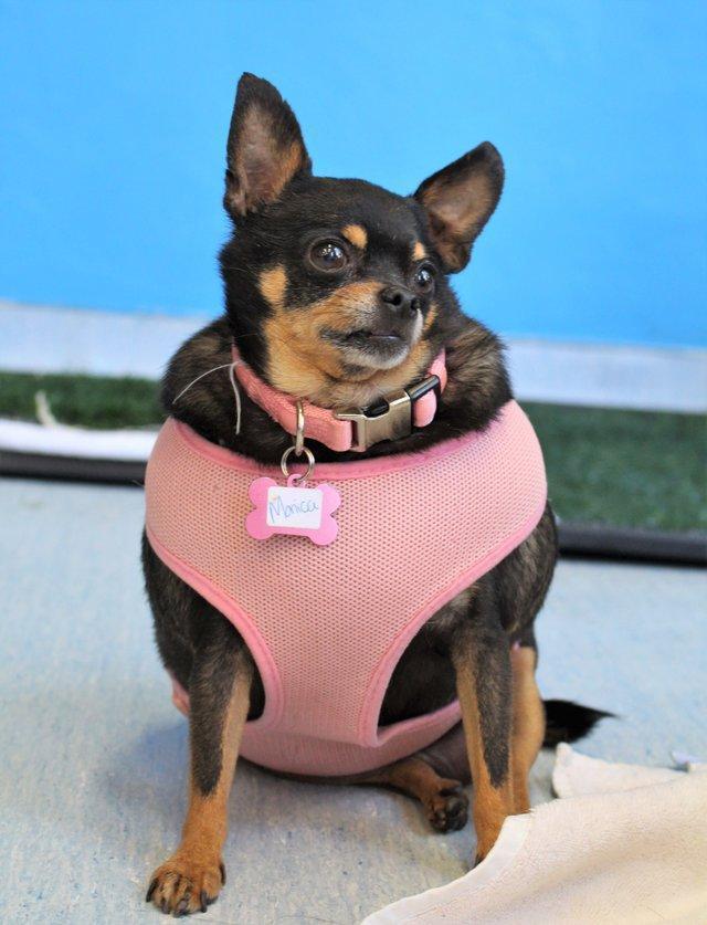 一只吉娃娃胖成球了,幸亏遇到好心人,3个月华丽丽变身