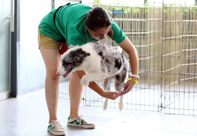 訓犬師:邊牧犬一生最易訓練的