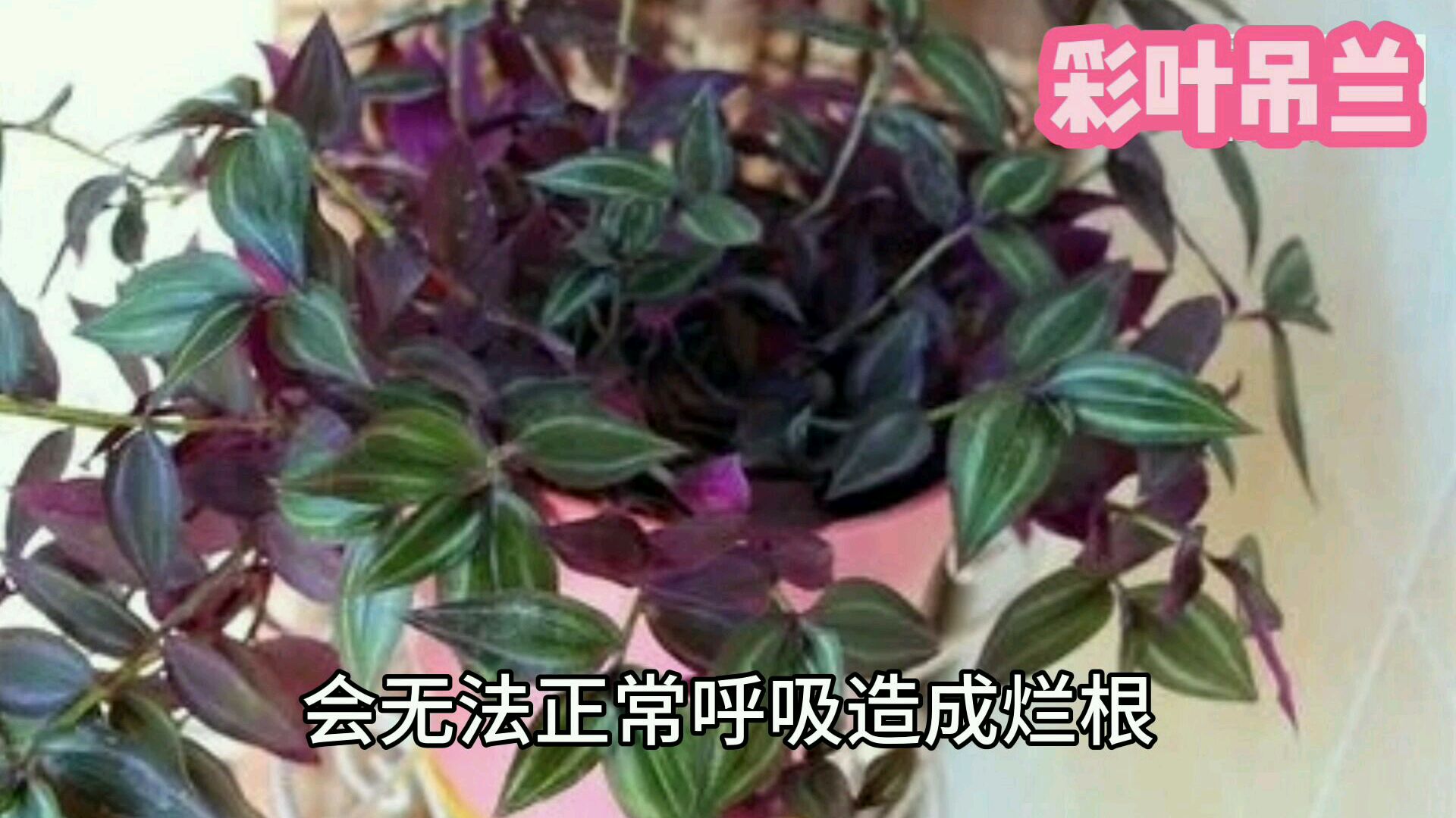 “五彩斑斓”的彩叶吊兰是装饰家庭的首选