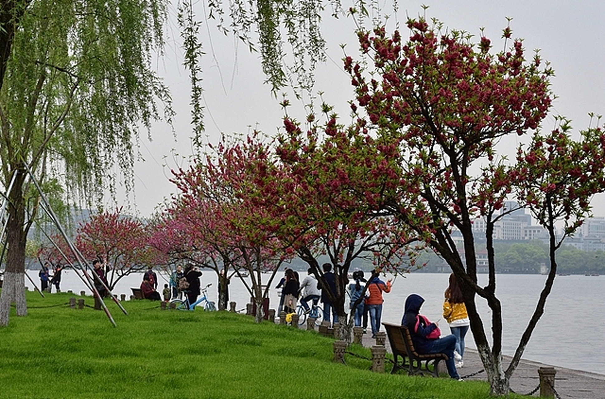 春天的凤凰洲公园,犹如大自然精心绘制的一幅生动诗篇,是都市喧嚣中的