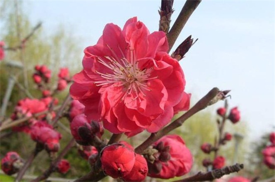 桃花十种美丽的品种