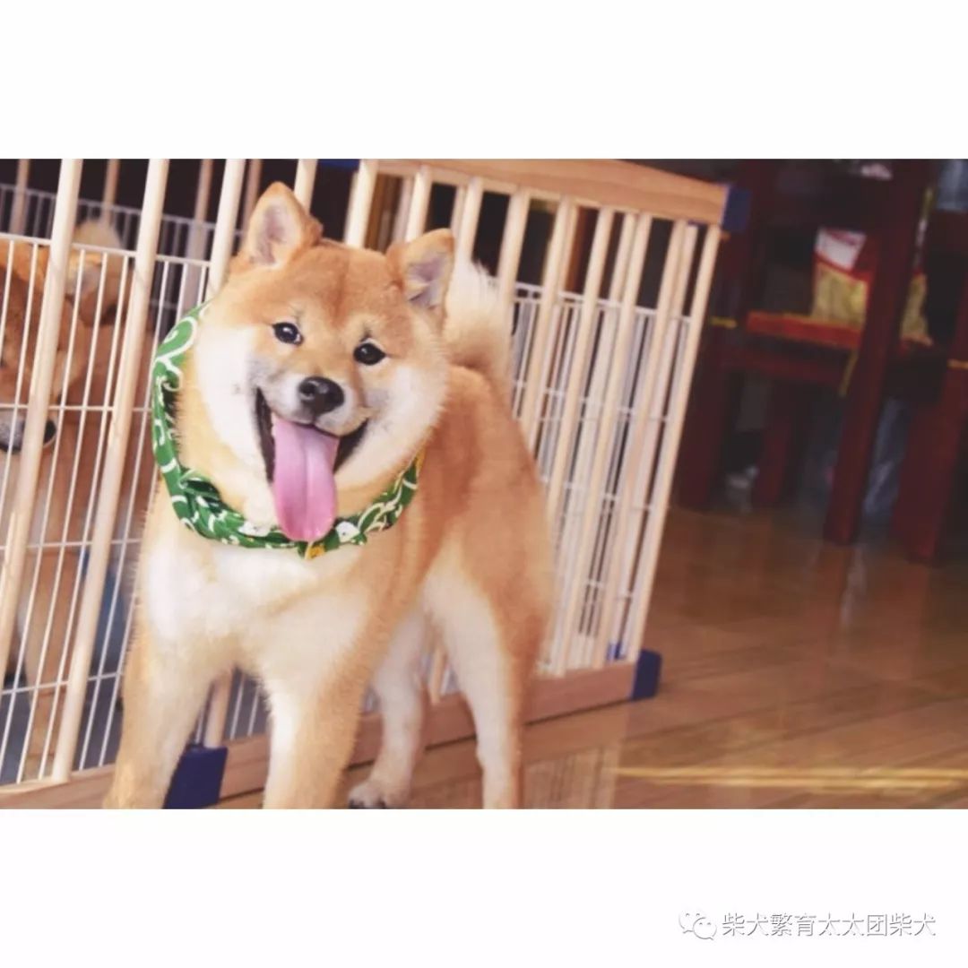 飼養柴犬小貼士