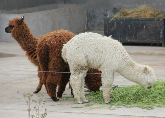 羊驼- 热门商品专区