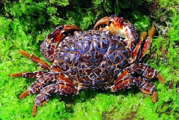 含有剧毒的螃蟹,一毫克肉毒死30只老鼠,被称为:眼镜蛇蟹